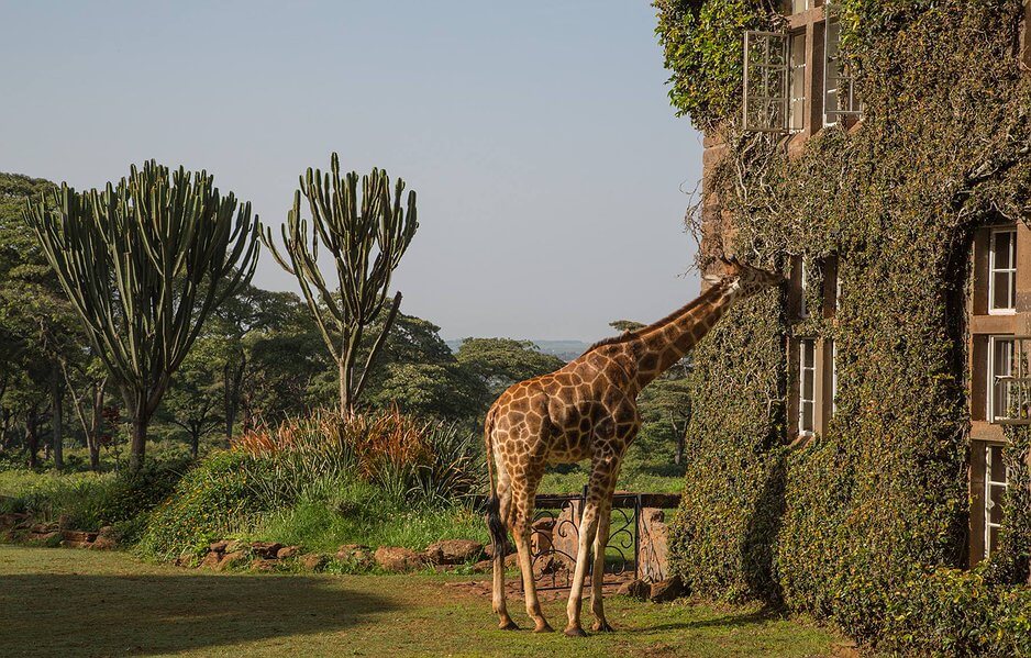 Giraffe Centre in Nairobi, Kenya