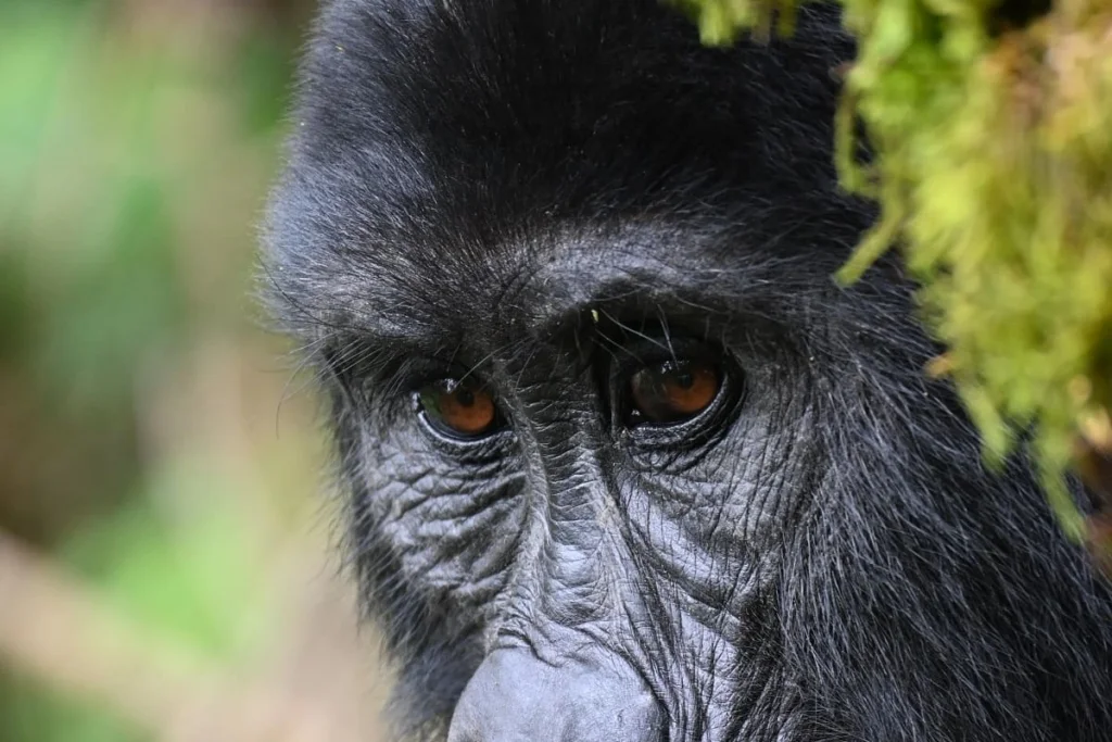 Rwanda