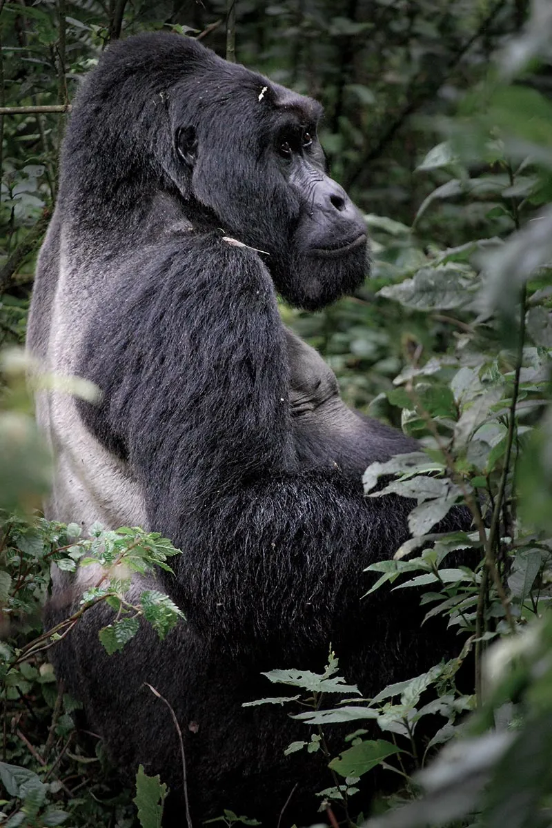 Uganda 